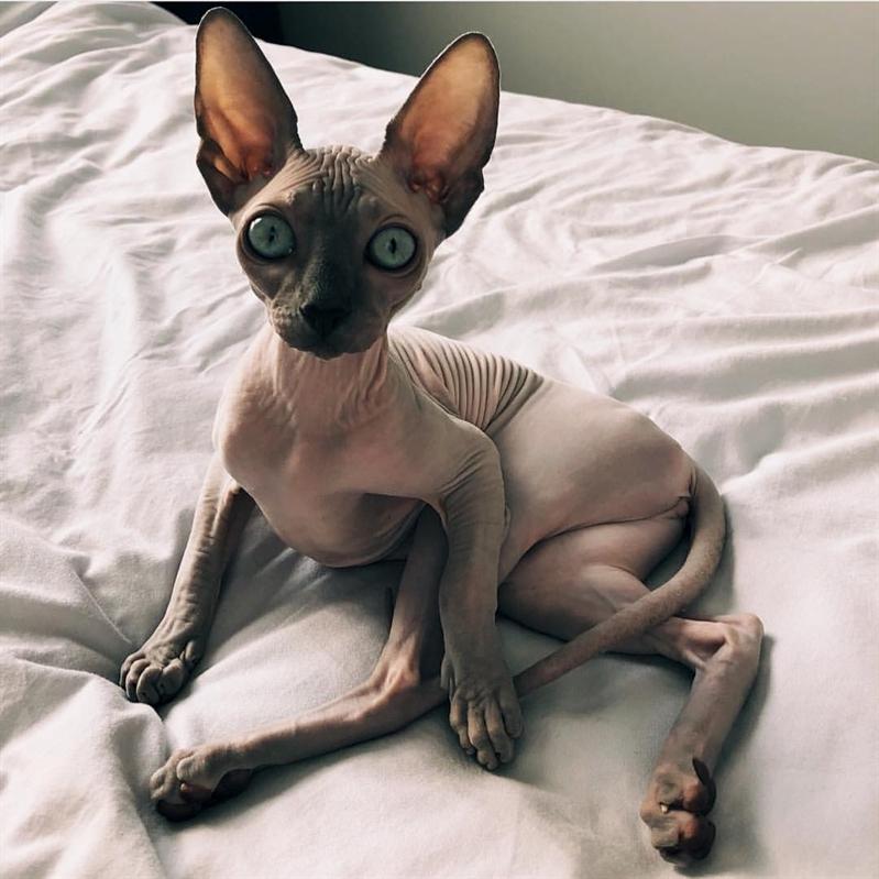 Кошка сфинкс с шерстью: как называется порода, фото