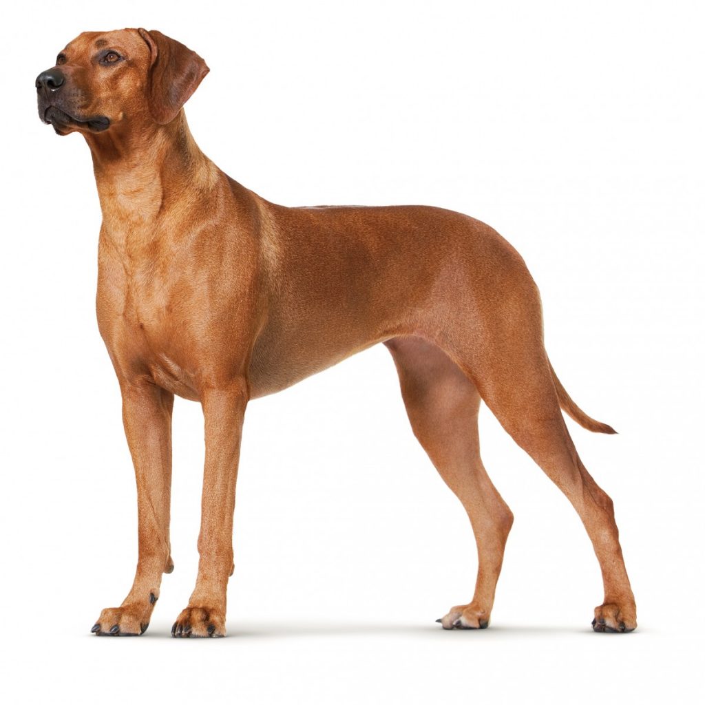 Гладкошерстные породы собак маленького, среднего и крупного размеров