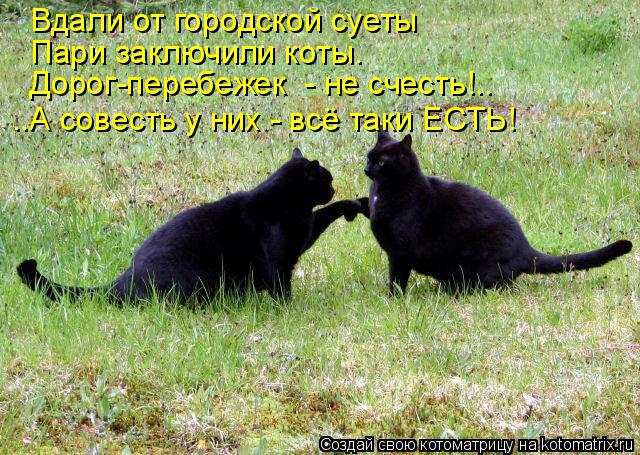 Откуда пошли все суеверия про черных котов и правдивы ли они