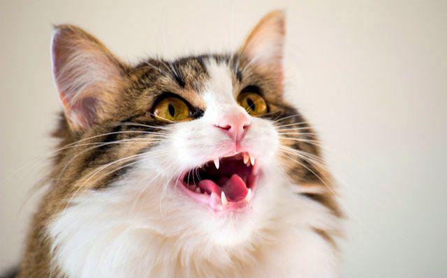 Почему кошки мяукают без причины