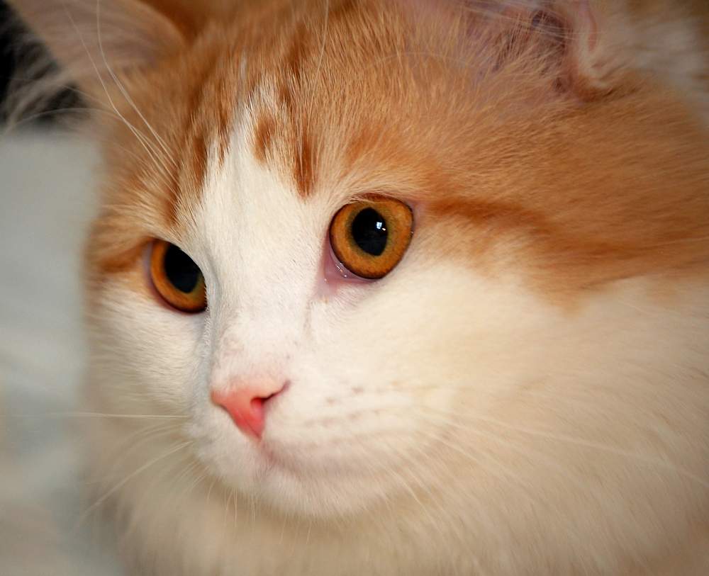 Турецкий ван (порода кошек): описание и особенности