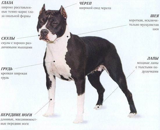 Стаффордширский терьер: характеристика американской собаки