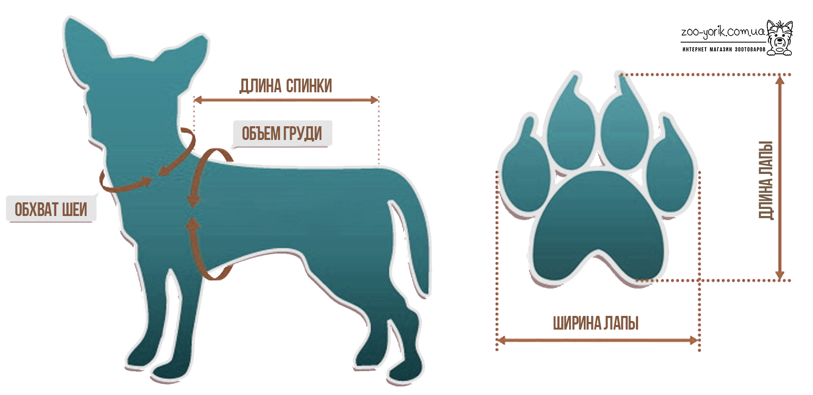 Размеры собак: как определить габариты для одежды