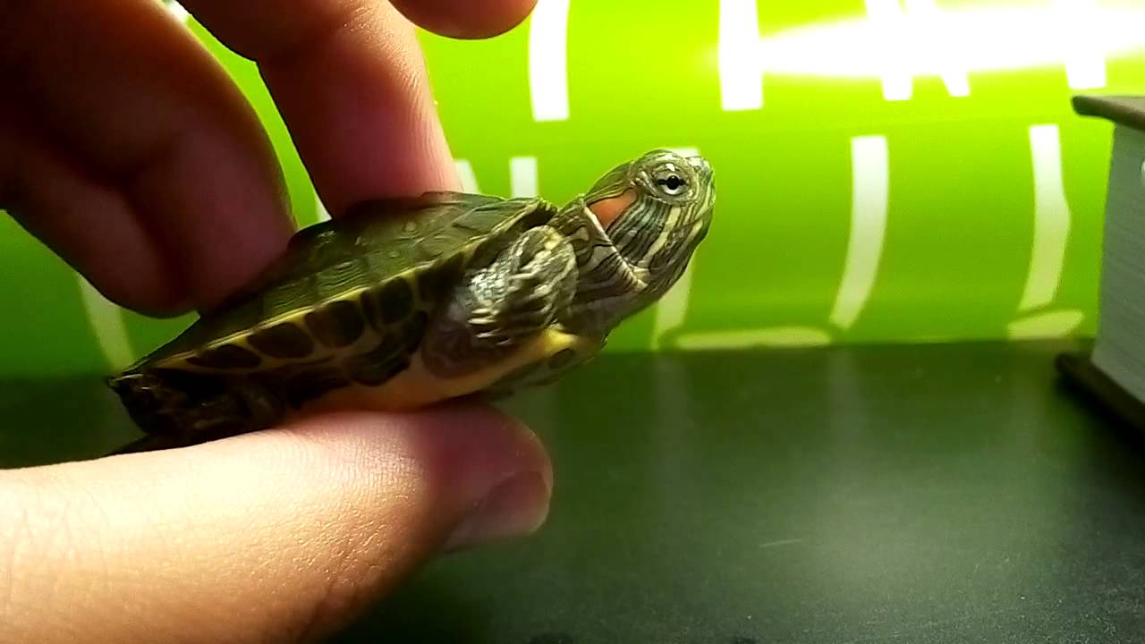 Как определить пол красноухой черепахи самостоятельно