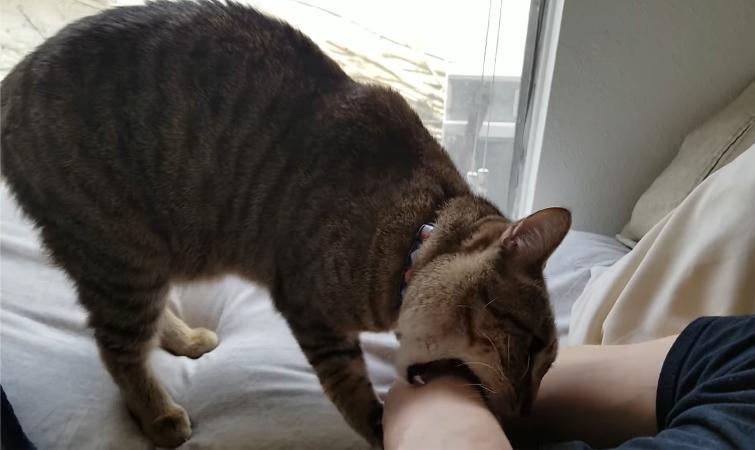 Кот нападает на хозяина: основные причины и варианты что делать