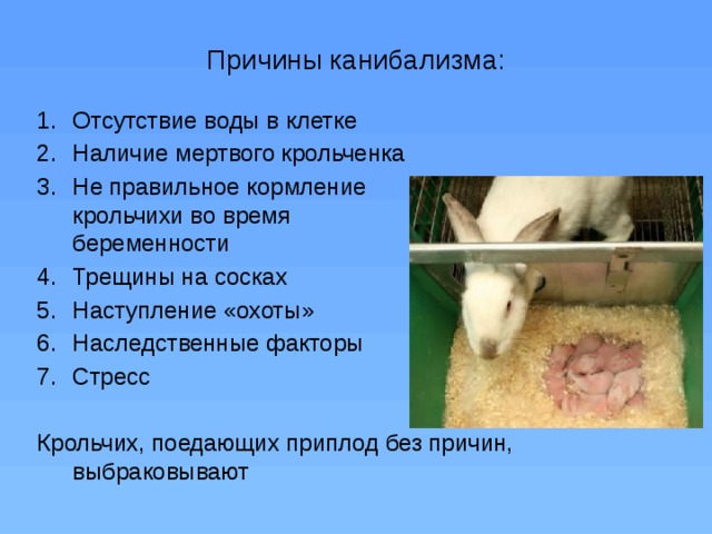 Как узнать что крольчиха беременна и чем ее кормить