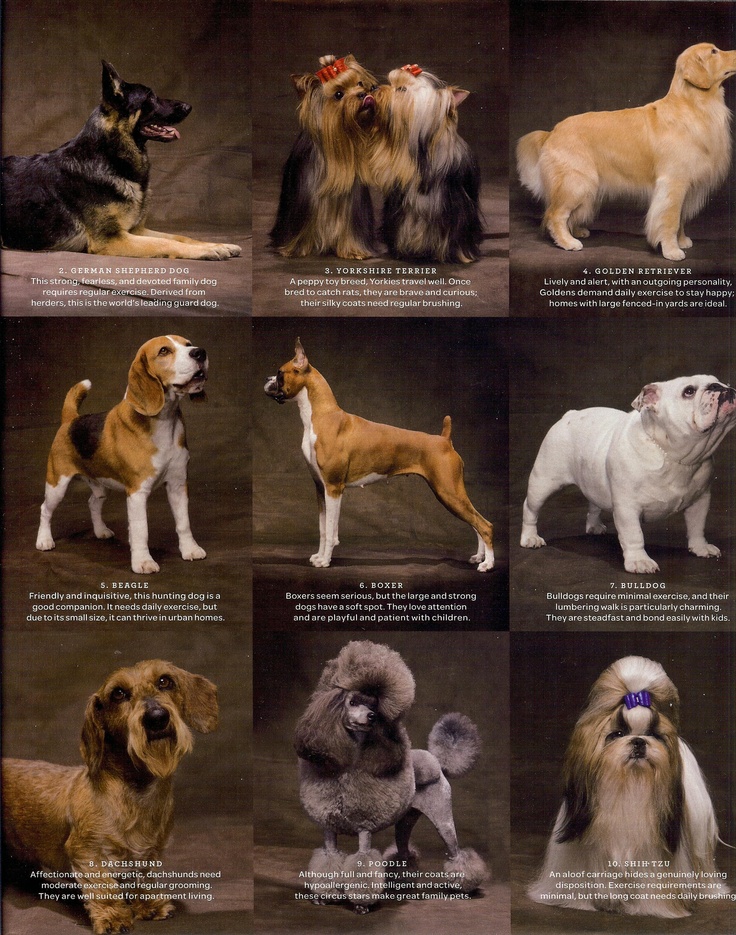Породы собак с фотографиями и названиями для квартиры