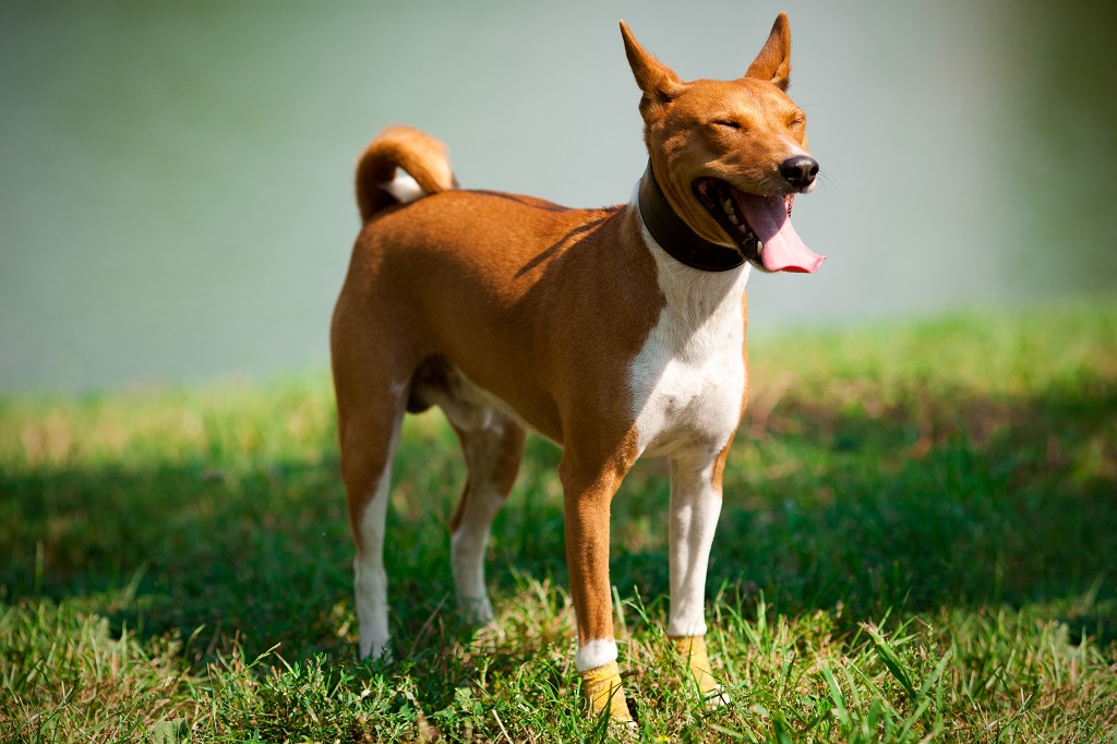 Басенджи — порода собак