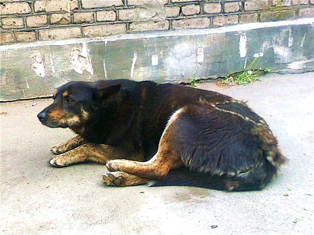 Сколько живут беспородные собаки: реалии жизни на улице и дома