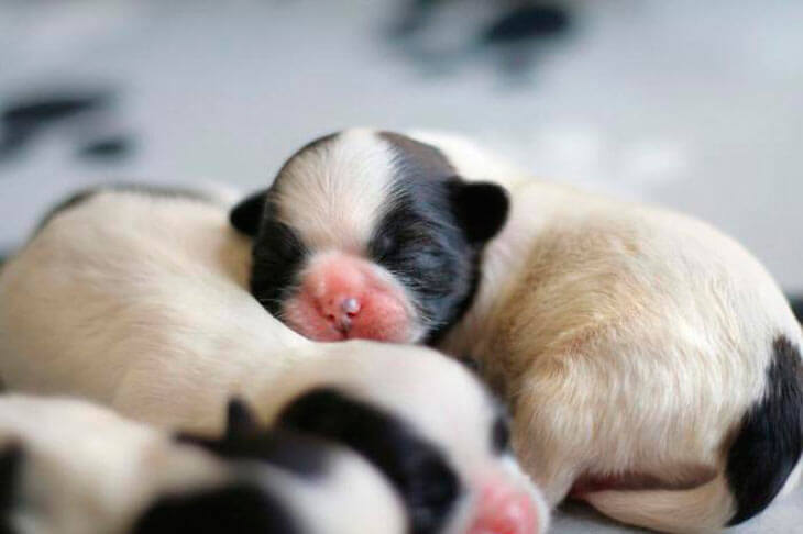 Когда щенки открывают глаза после рождения