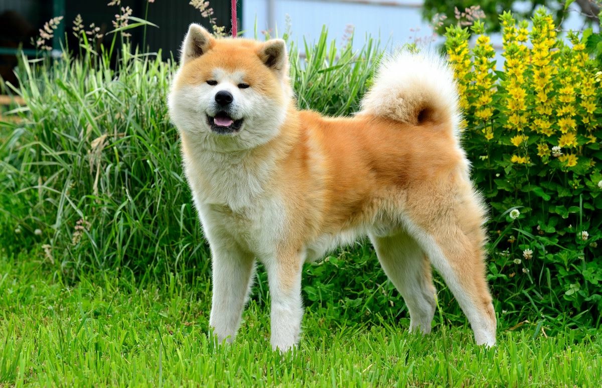 Акита ину: описание породы собак, характер