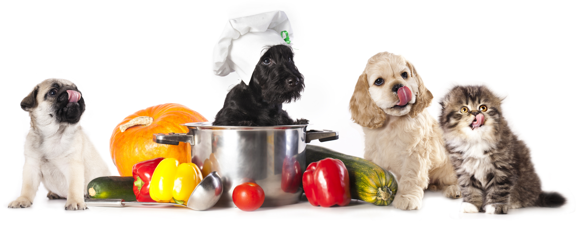 7 продуктов, которыми нельзя кормить собак и кошек
