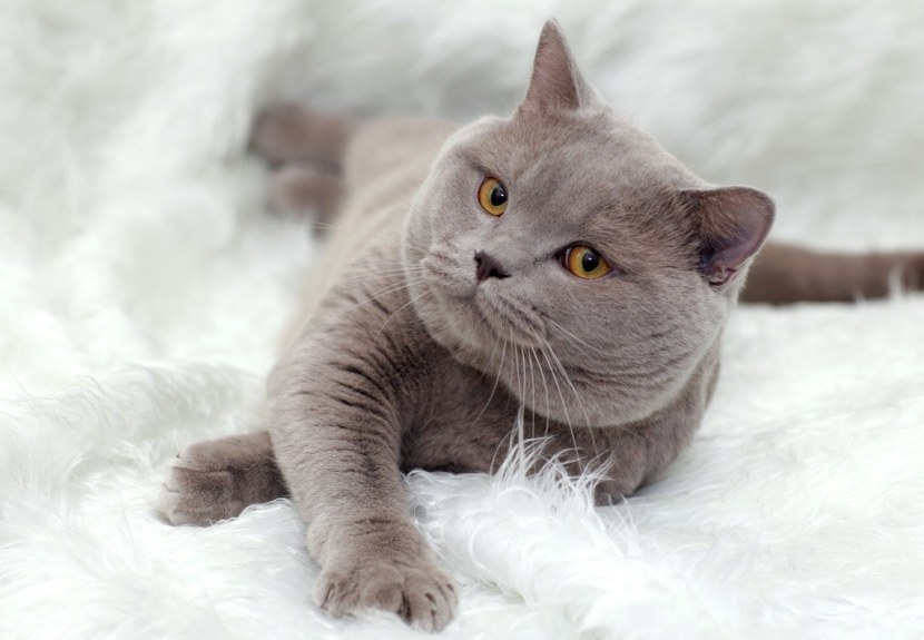 Кошка британская короткошёрстная: описание породы, особенности ухода и питания