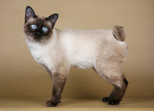Сиамская кошка: описание породы и характера