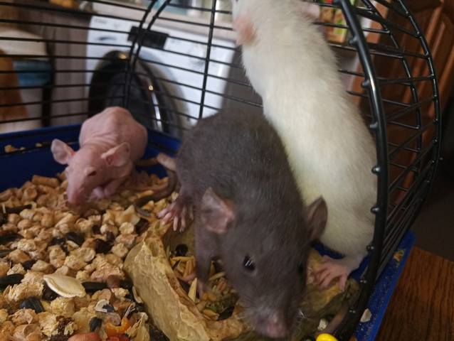 Декоративная крыса дамбо — информация о породе