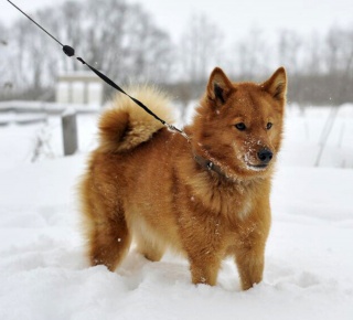 Карело финская лайка: описание породы собак