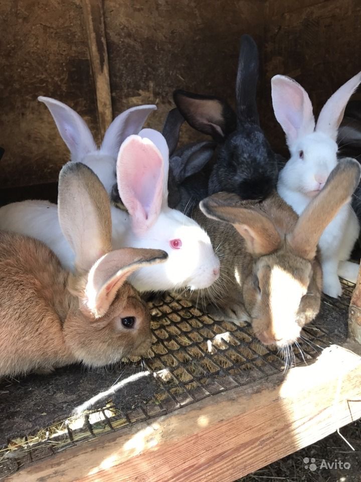 Разведение кроликов в домашних условиях для начинающих