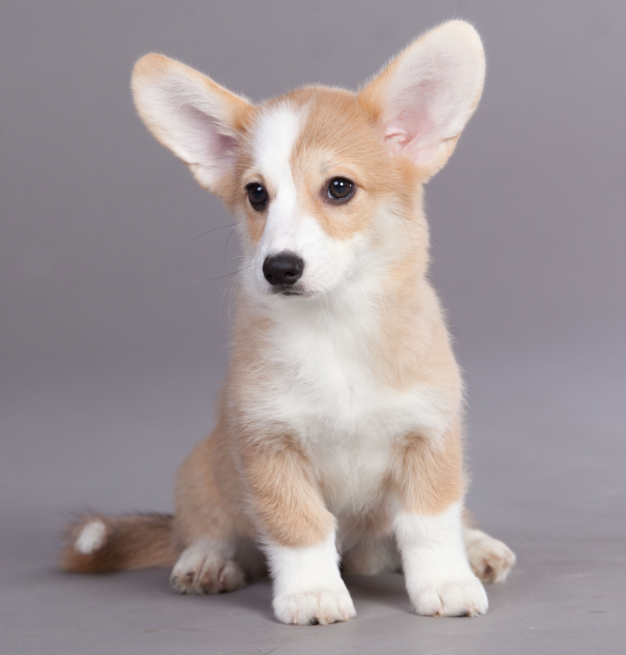 Собака с большими ушами и короткими лапами: порода