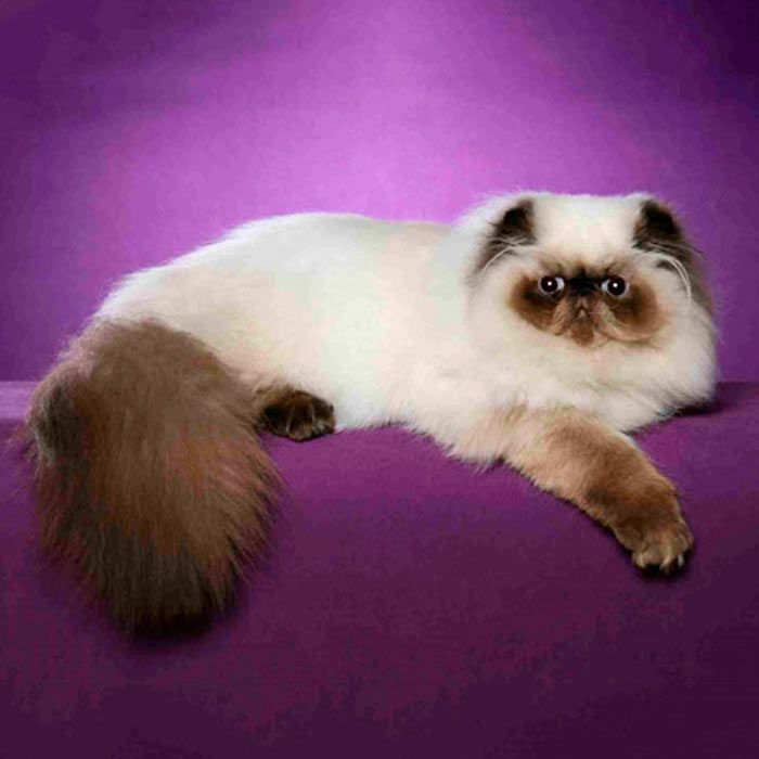 Гималайская кошка