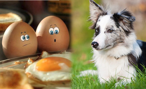 Можно ли собакам яйца: вареные и сырые, а также скорлупу