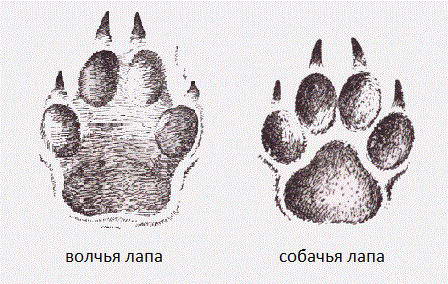 След собаки и волка: отличия отпечатков