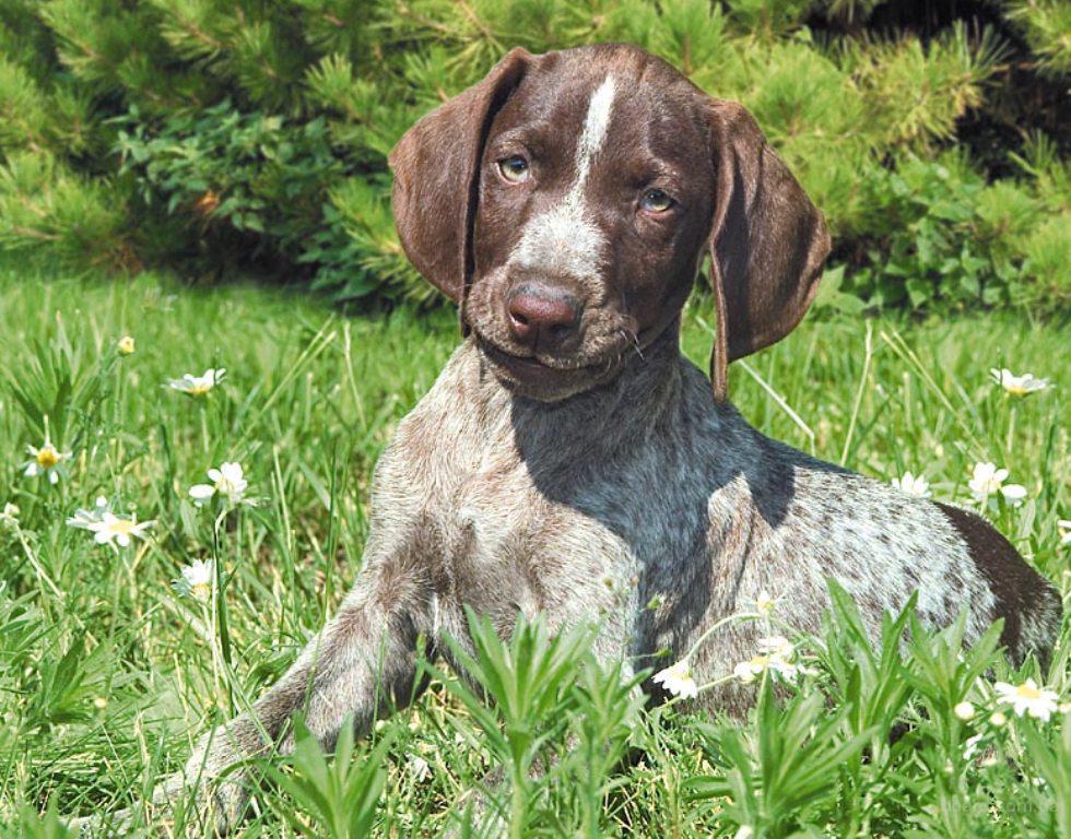 Курцхаар (немецкая короткошерстная легавая ) — порода собаки