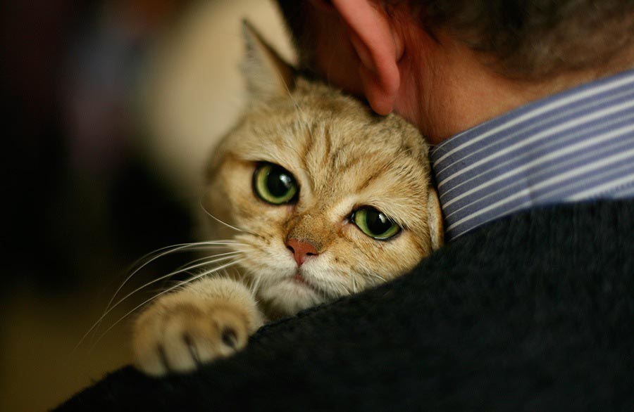 Как кошки воспринимают своих хозяев?
