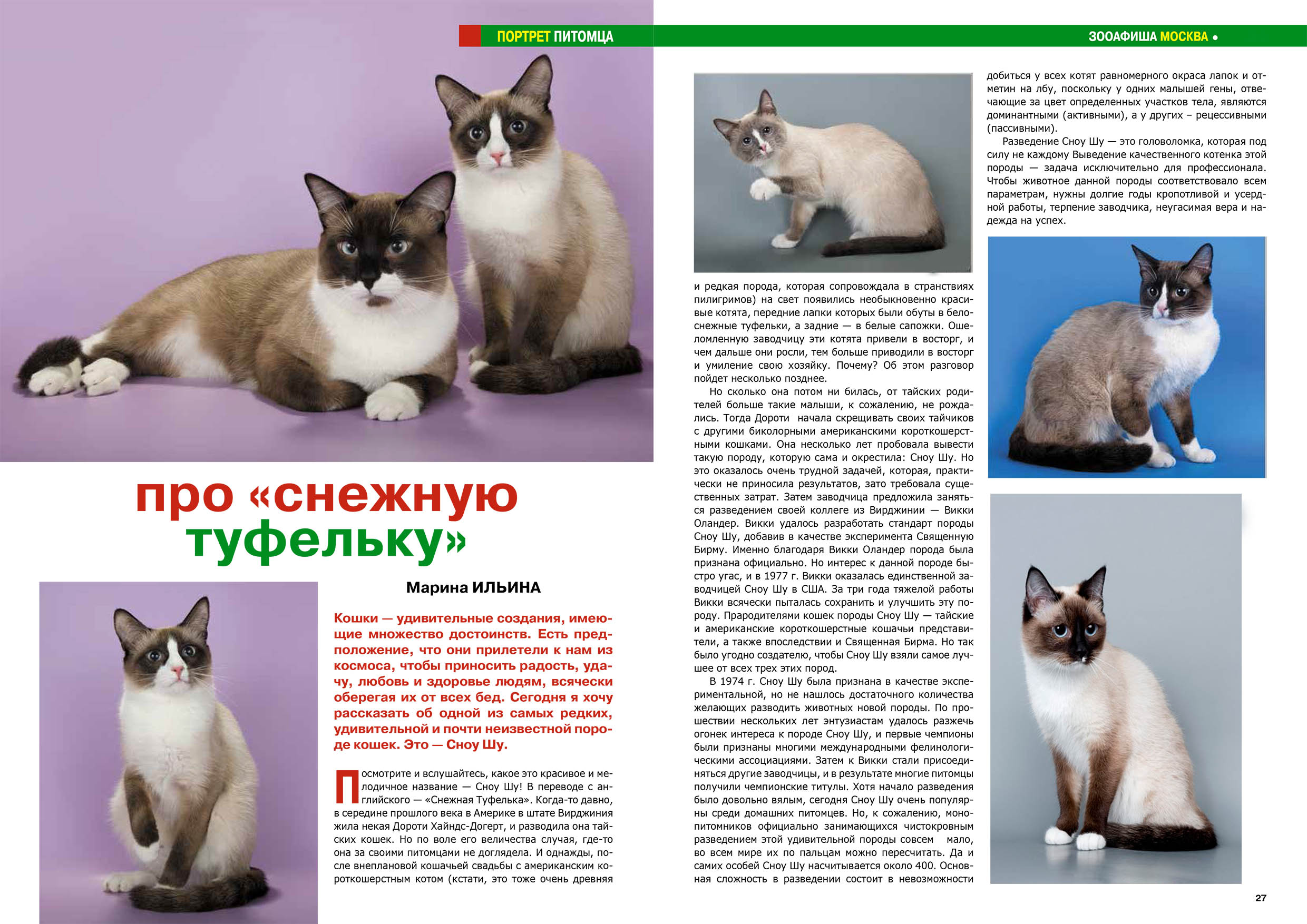 Сноу шу (порода кошек): особенности и внешний вид
