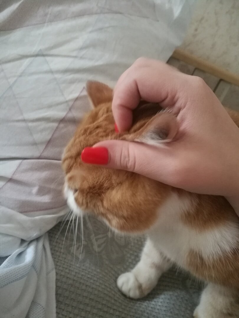 Кот трясет головой и чешет уши, но они чистые