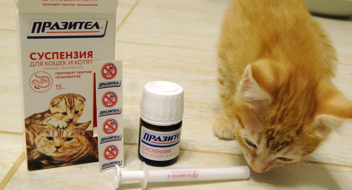 У кошки глисты: чем лечить в домашних условиях