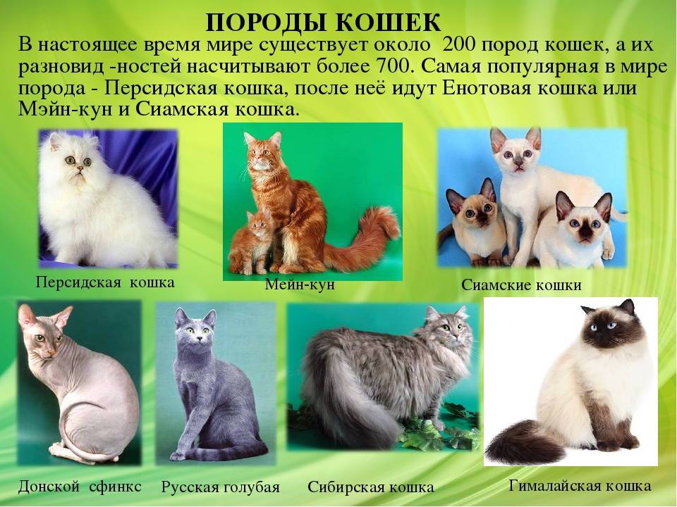 Гипоаллергенные кошки: список основных пород