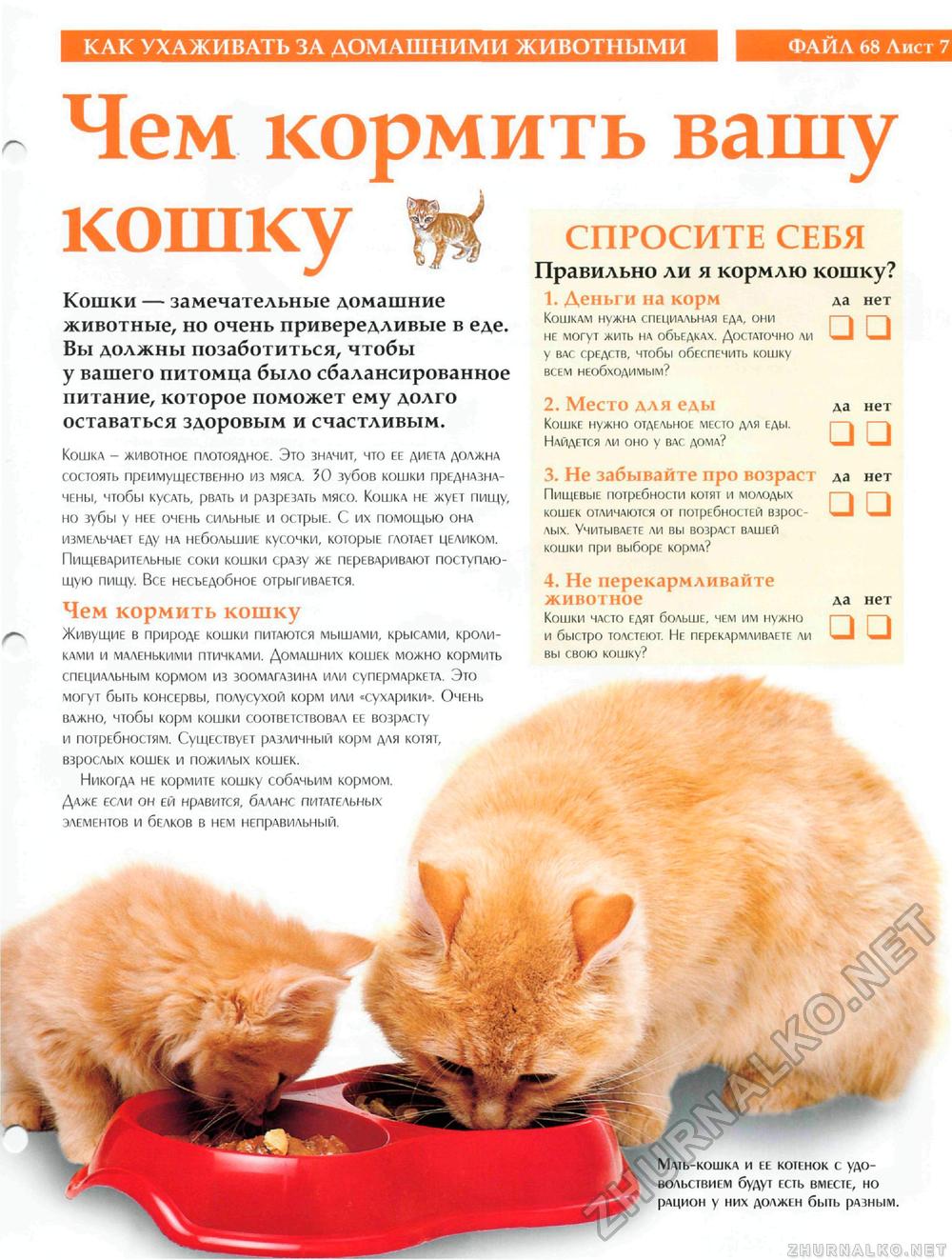 Советы по облегчению жизни для вашей пожилой кошки