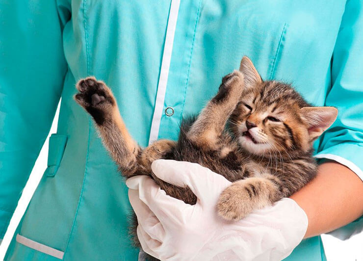 Эпилепсия у кошек: симптомы, лечение, как прекратить приступы