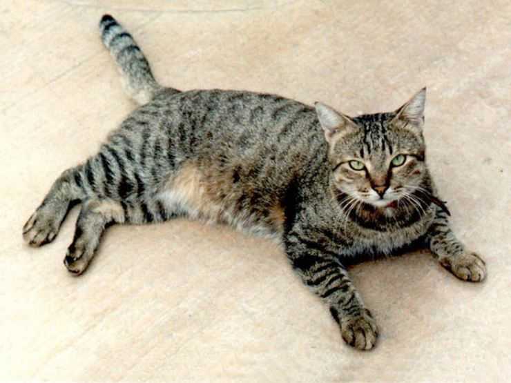 Корат кошка — описание котов и котят этой породы