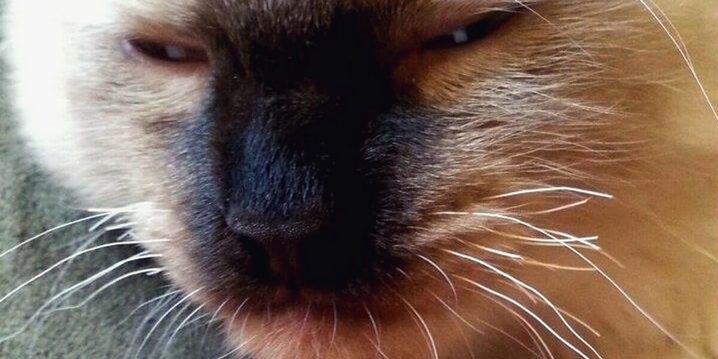 Почему у котенка ломаются усы: основные причины и что делать