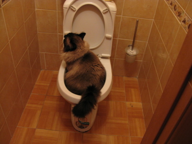Кот не может сходить в туалет по большому: что делать