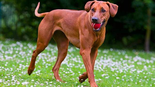 Родезийский риджбек: описание породы собак