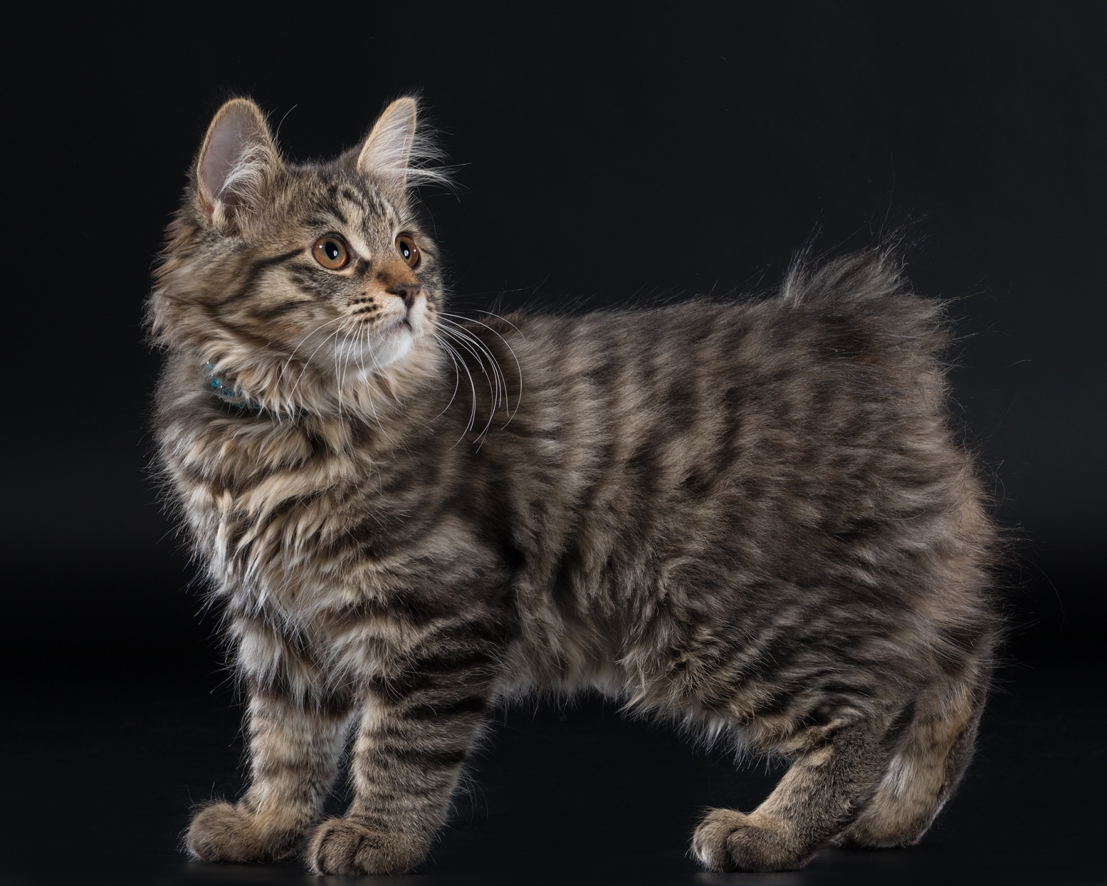 Американский бобтейл: кошки и коты