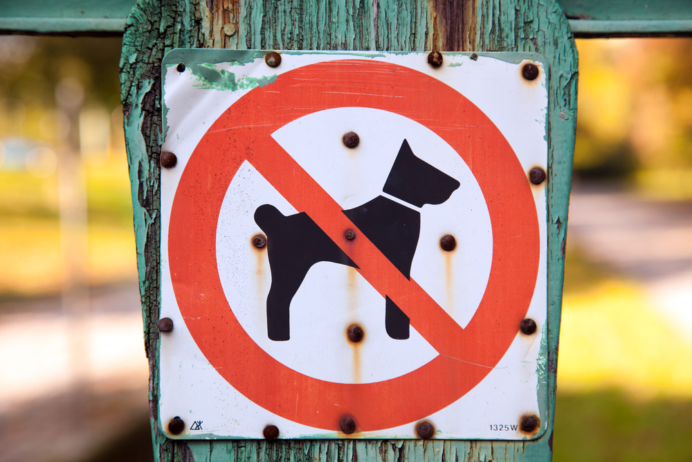 Закон о выгуле собак: правила содержания животных