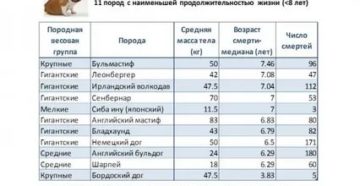 Сколько живут русские спаниели в домашних условиях