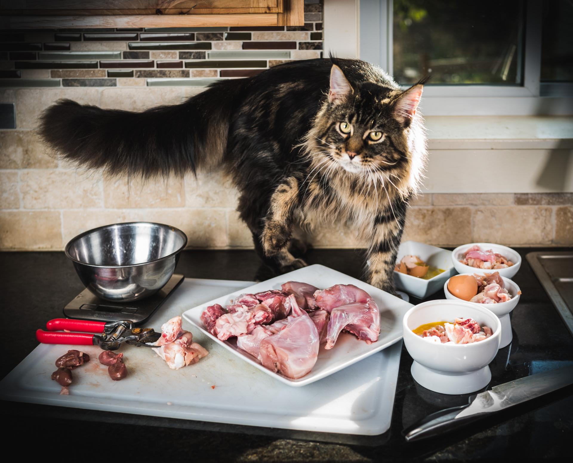 7 продуктов, которыми нельзя кормить собак и кошек