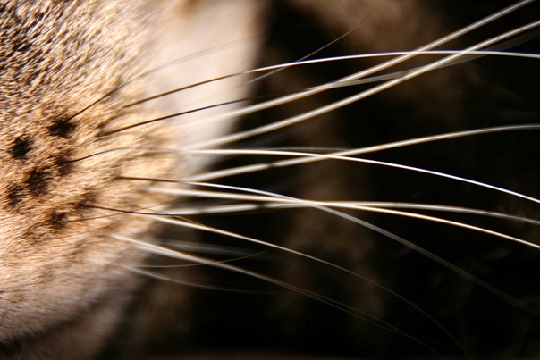 Что такое вибриссы и зачем они кошке?