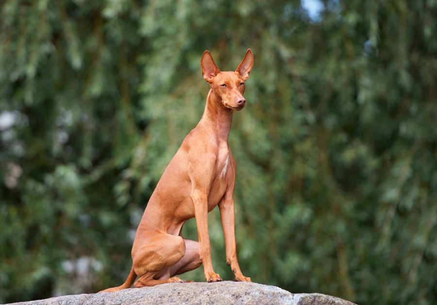Чирнеко дель’Этна — собака с острова Сицилия