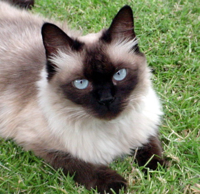 Балинезийская кошка или полинезийский кот