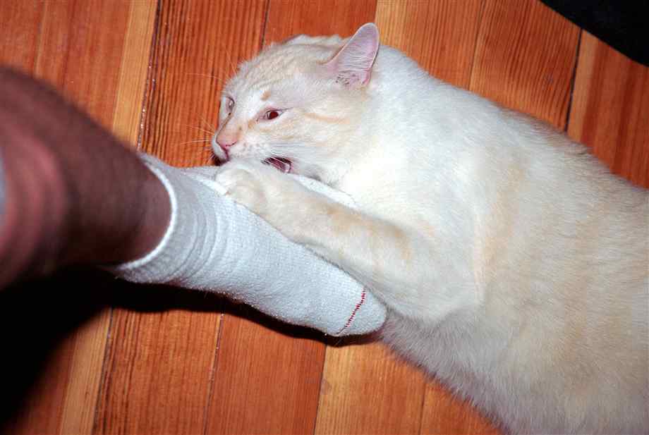 Почему котенок кусается: без причины или когда гладишь