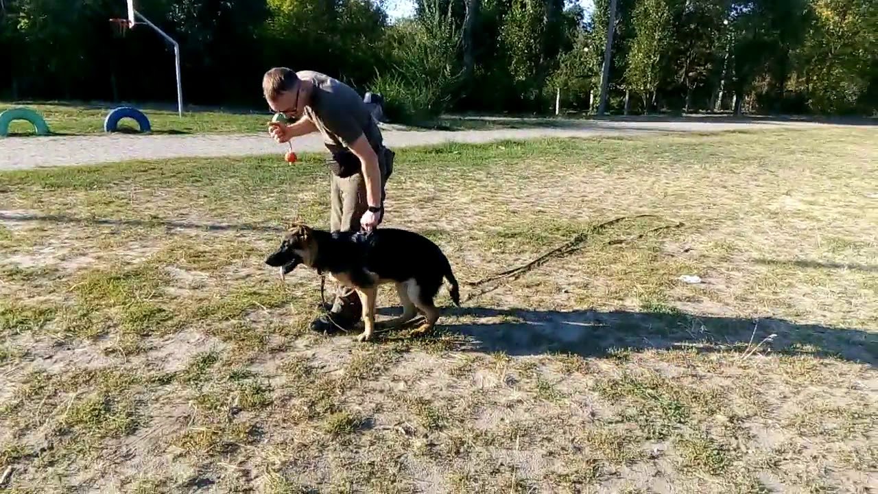 Общий курс дрессировки собак без тренера