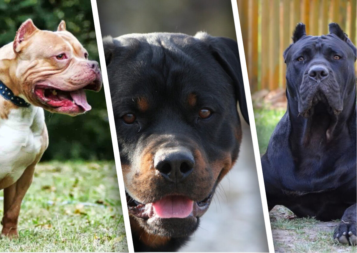 Самые опасные собаки в мире: топ 10 пород