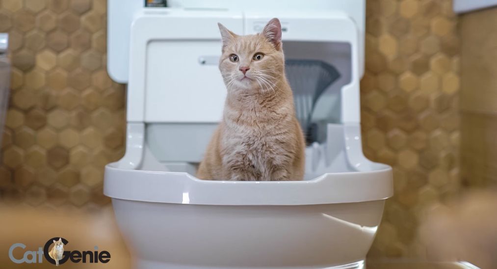 Автоматический туалет для кошек из России