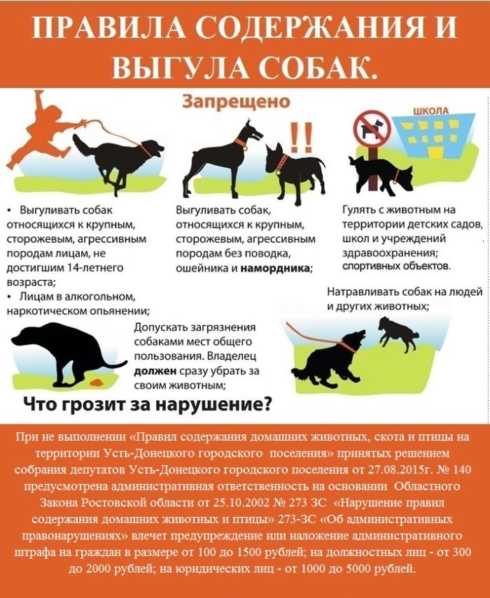 Собака в доме по православию: почему нельзя держать