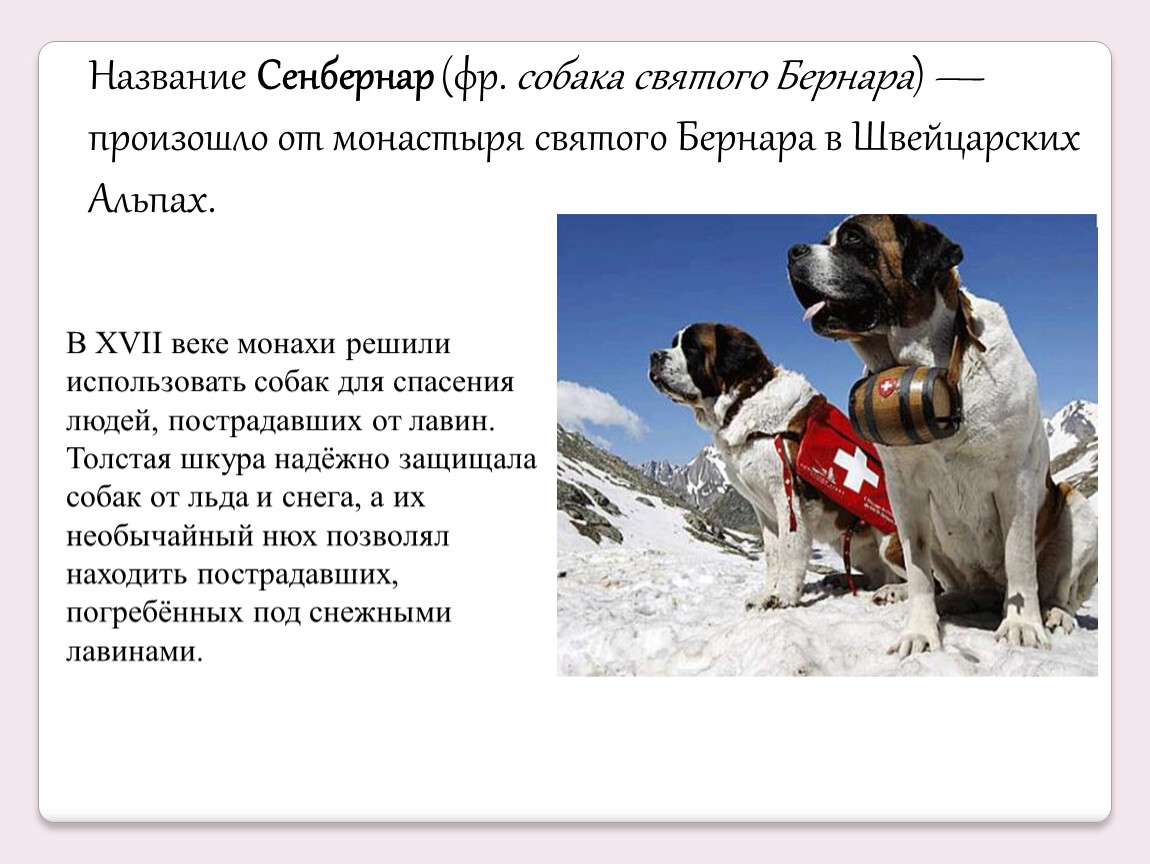 Сенбернар (собака): характеристика породы